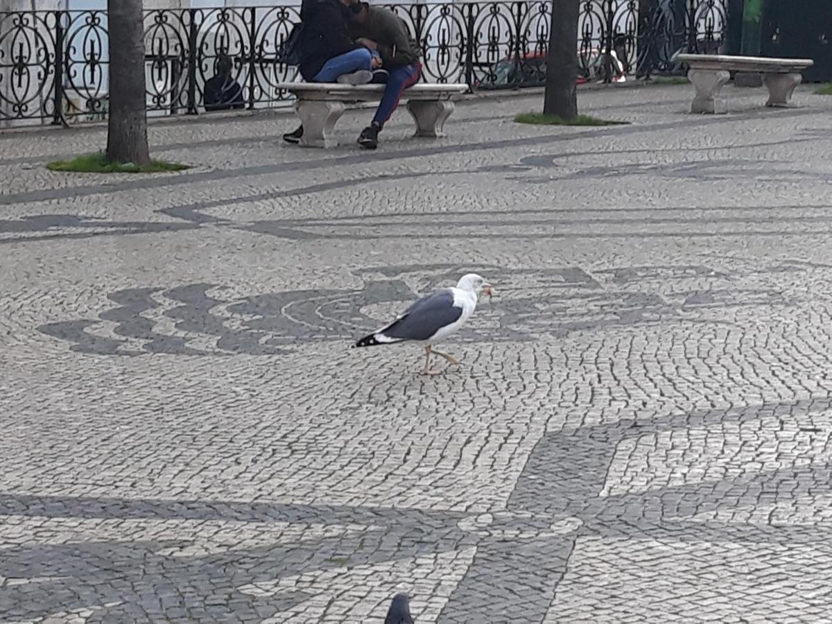 아멜리 룸스 호텔 리스본 외부 사진